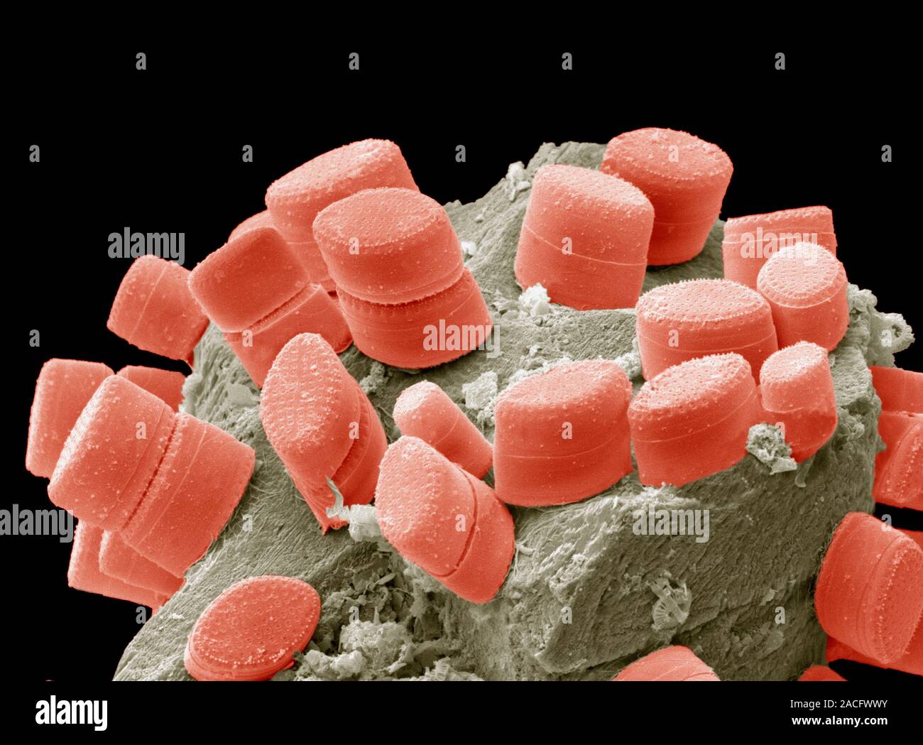 Diatoms. Coloured scanning electron micrograph (SEM) of diatoms (red ...