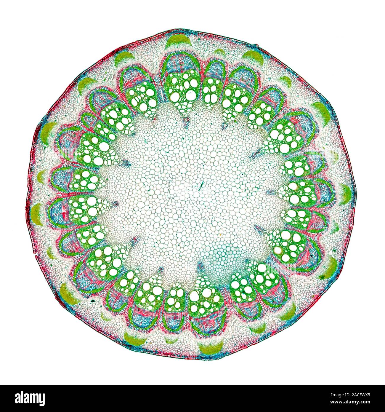 Clematis stem. Light micrograph of a transverse section through the ...