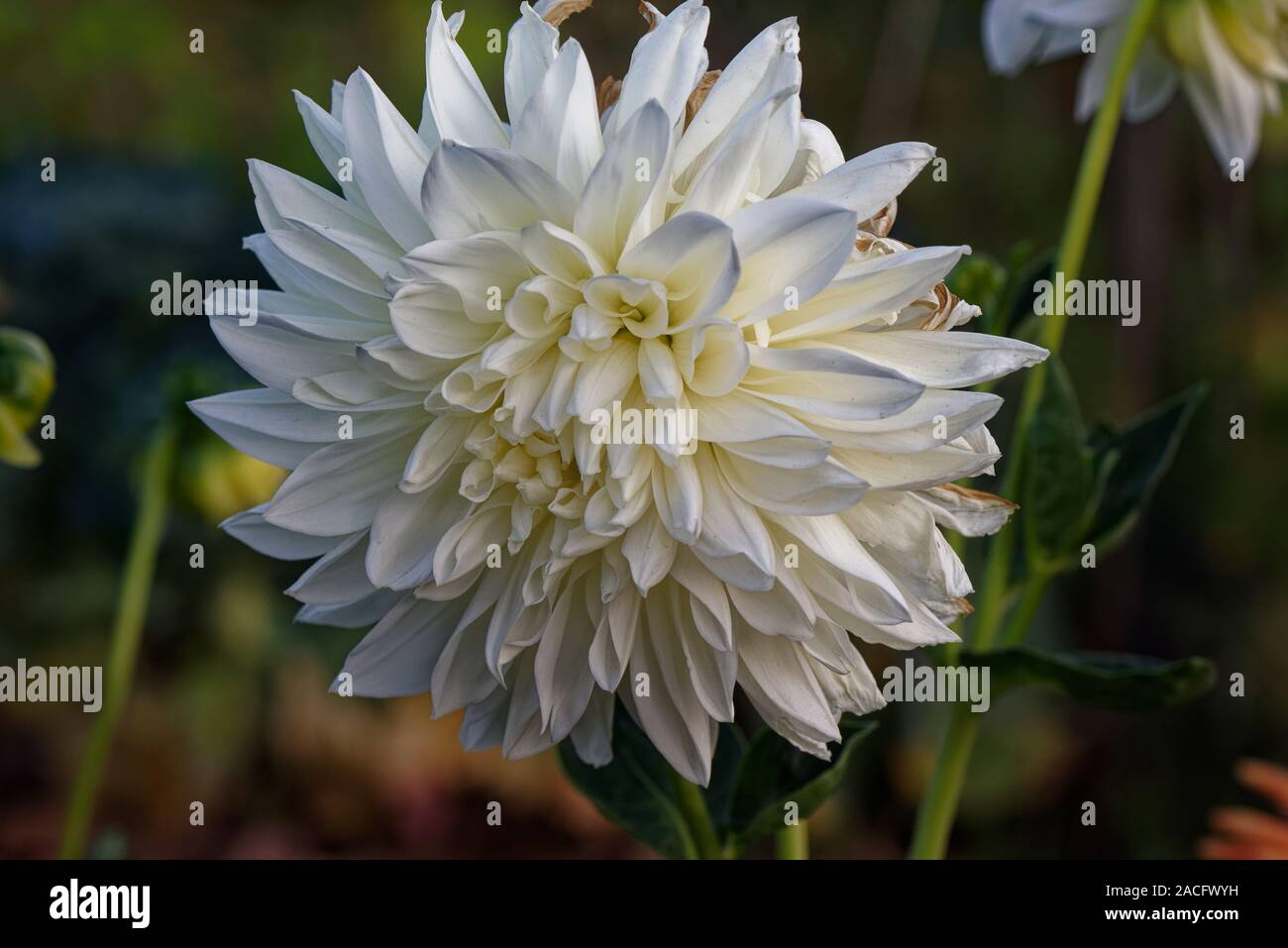 Single white Dahlia Stock Photo