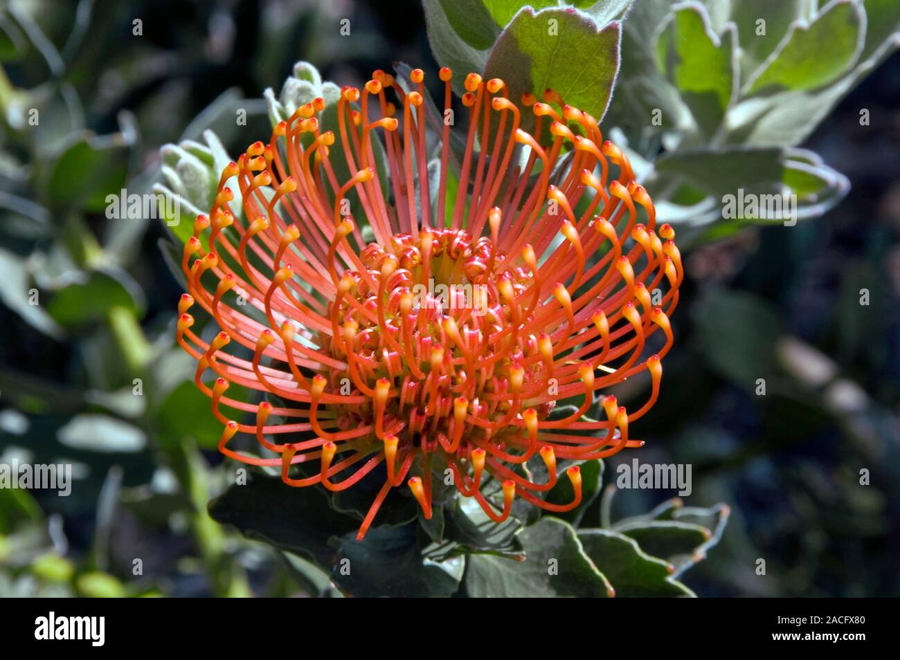 Pincushion flower (Leucospermum cordifolium). This plant is native to