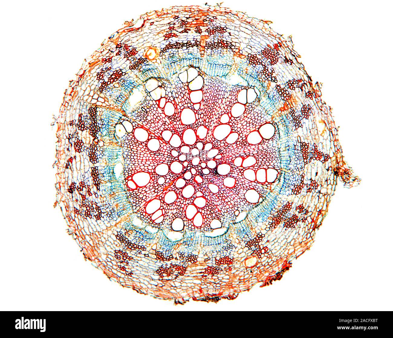 Cotton plant root. Light micrograph of a transverse section through a