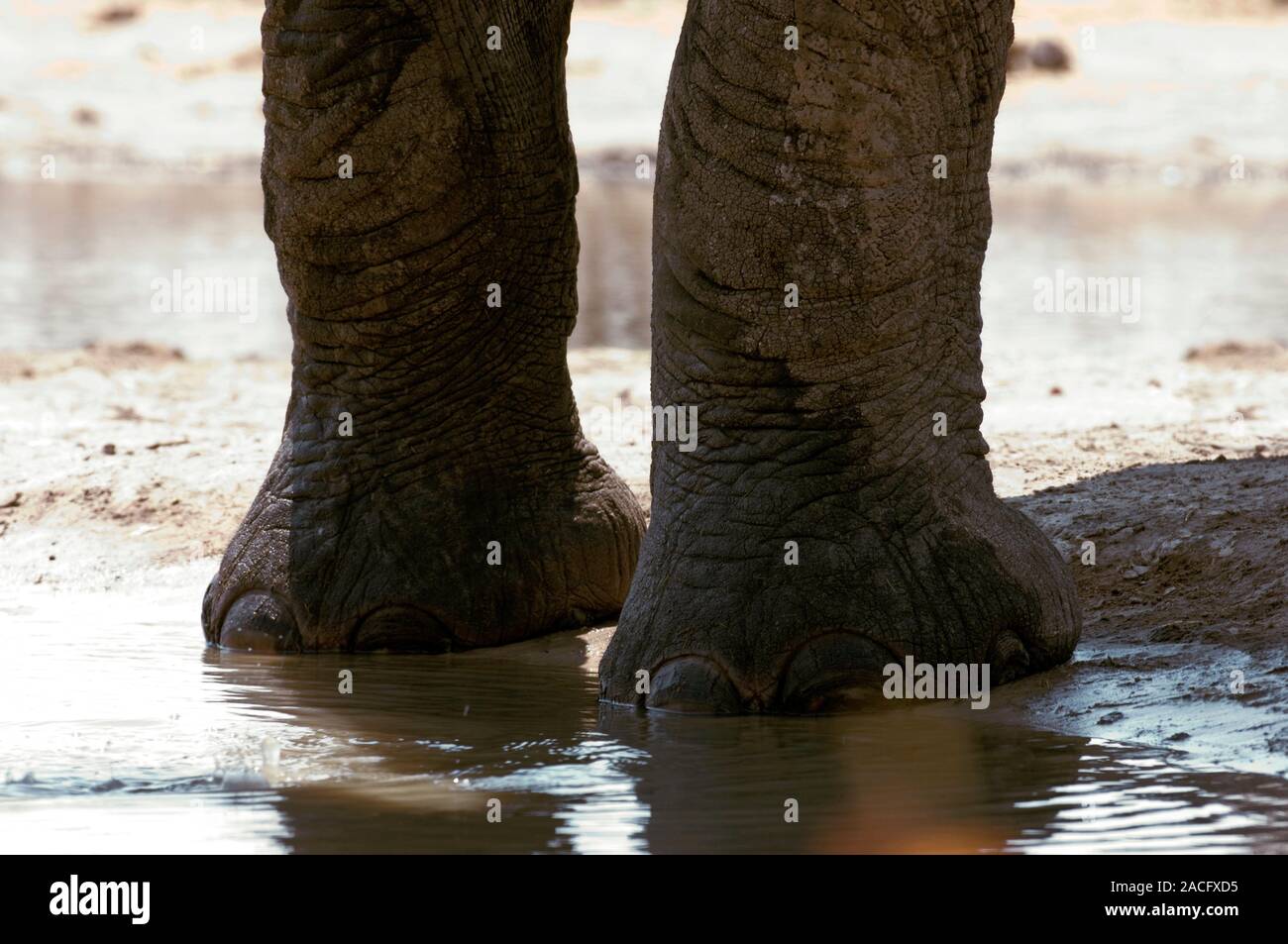 African elephant feet. African elephants (Loxodonta africana) are the