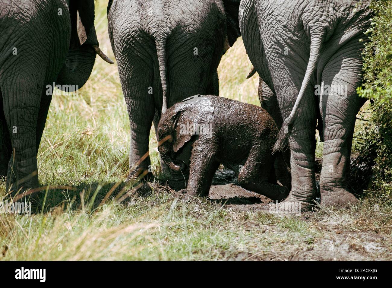 African elephants and calf covering themselves in mud, in order to ward