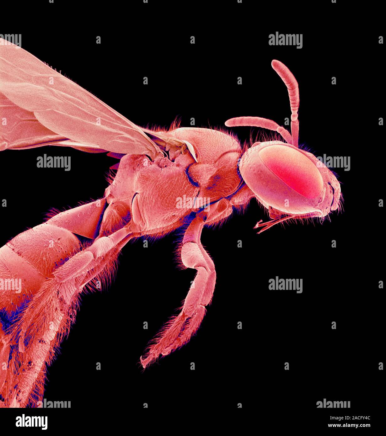 Bee, coloured scanning electron micrograph (SEM). Bees belong to the ...