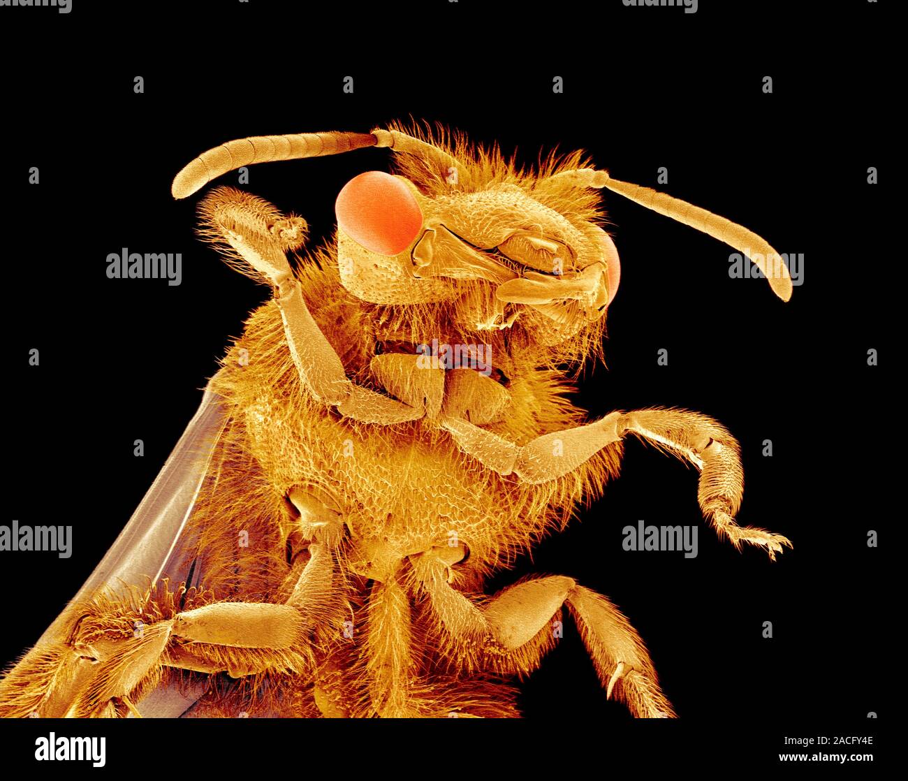 Bee, coloured scanning electron micrograph (SEM). Bees belong to the ...
