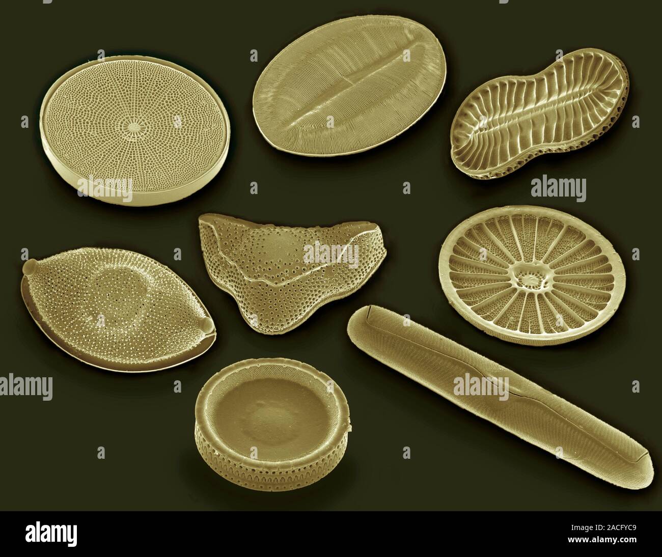 Selection of diatoms, coloured scanning electron micrograph (SEM ...