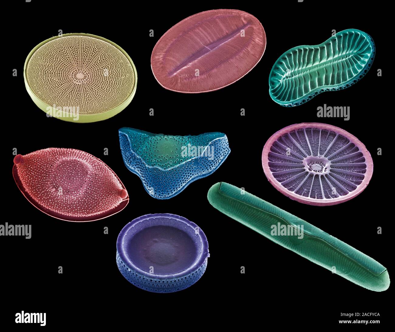 Selection of diatoms, coloured scanning electron micrograph (SEM ...