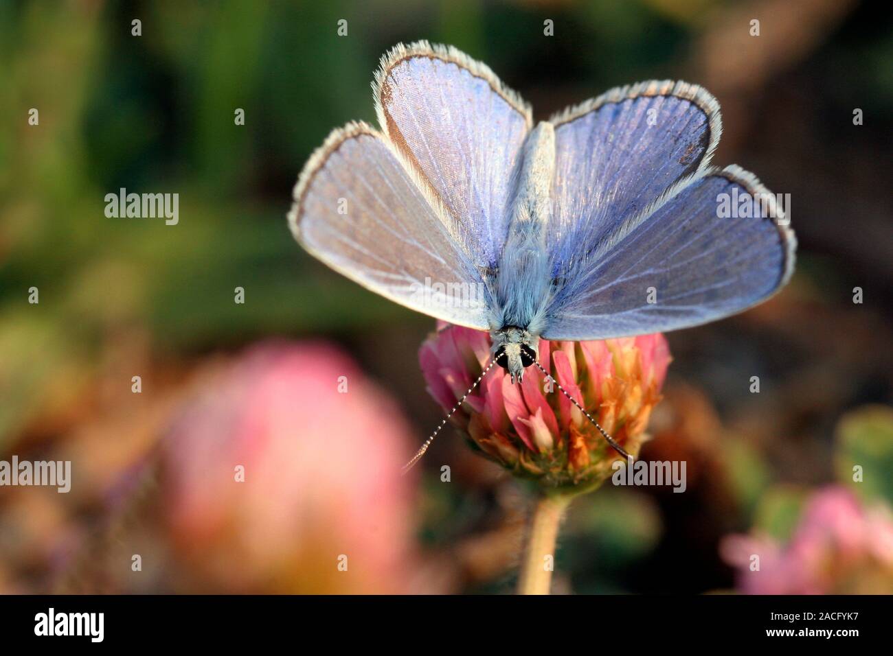 Common blue butterfly. Male common blue (Polyommatus icarus) with its ...