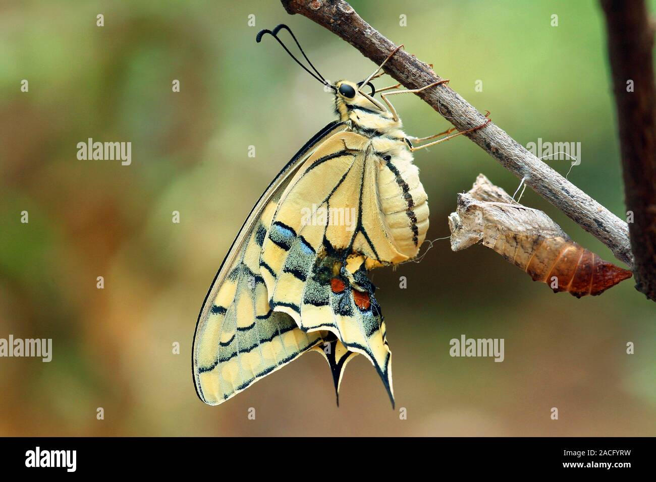 Old World swallowtail (Papilio machaon) butterfly emerging from its