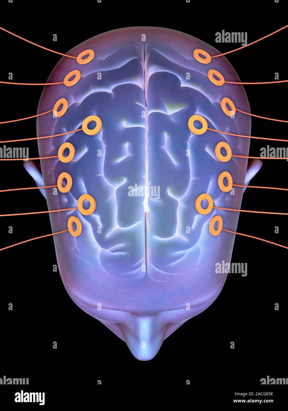 Electroencephalography. Computer artwork of the top of a head with