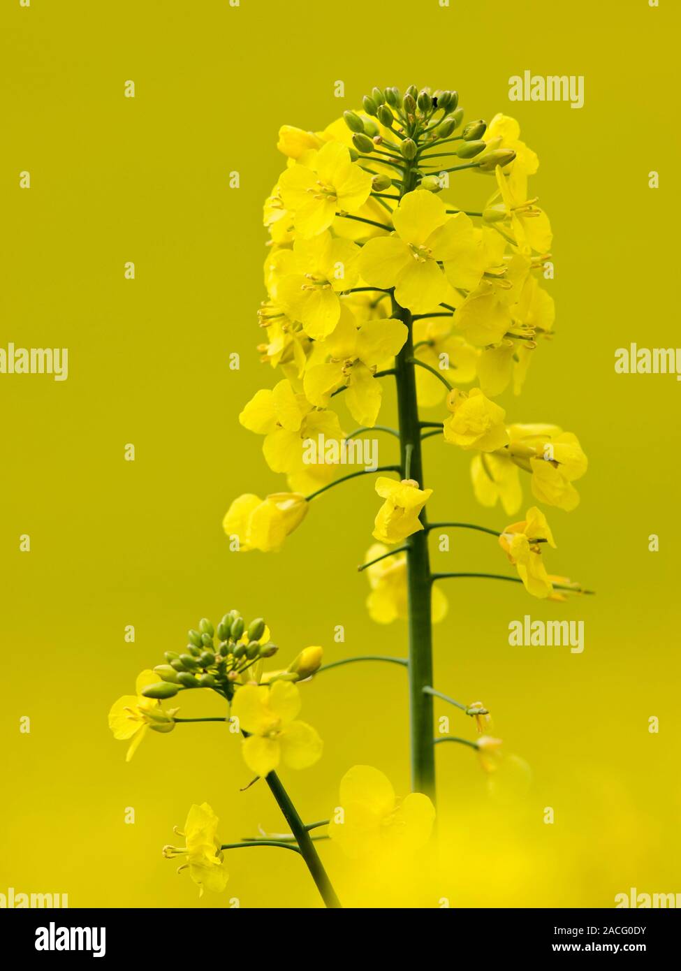 Flowers of Oilseed Rape ((Brassica napus), a member of the Cabbage family (Crucifer Stock Photo