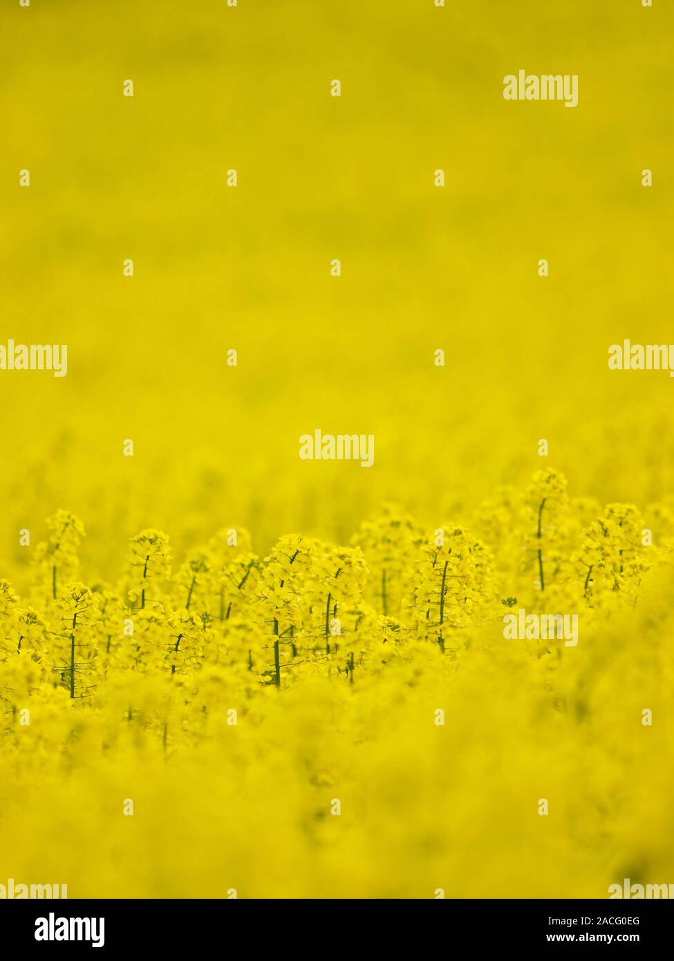 Field of Oilseed Rape (Brassica napus), a member of the cabbage family (Crucifer Stock Photo Alamy