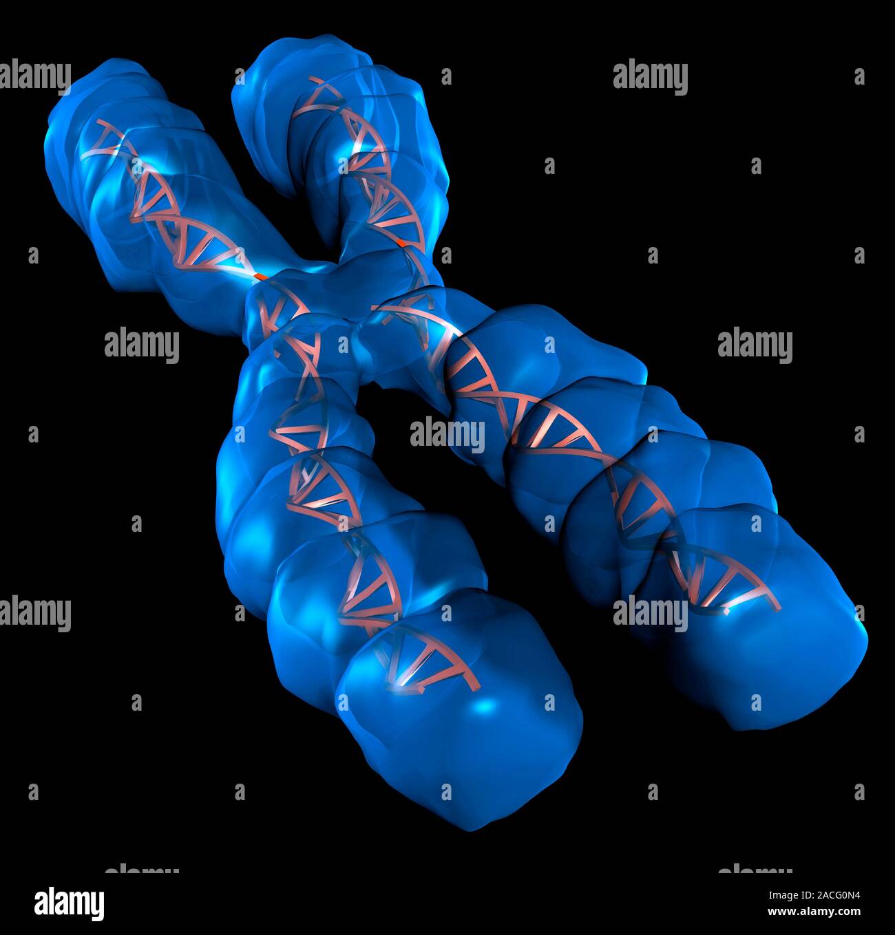 Chromosome, computer artwork. Chromosomes are a packaged form of the ...