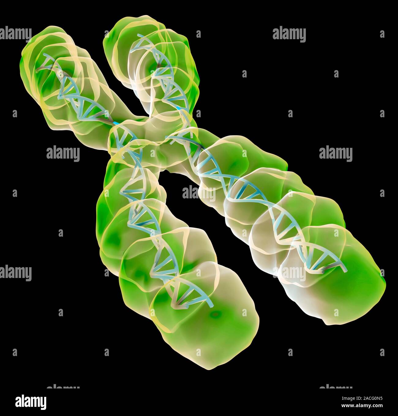 Chromosome, computer artwork. Chromosomes are a packaged form of the ...