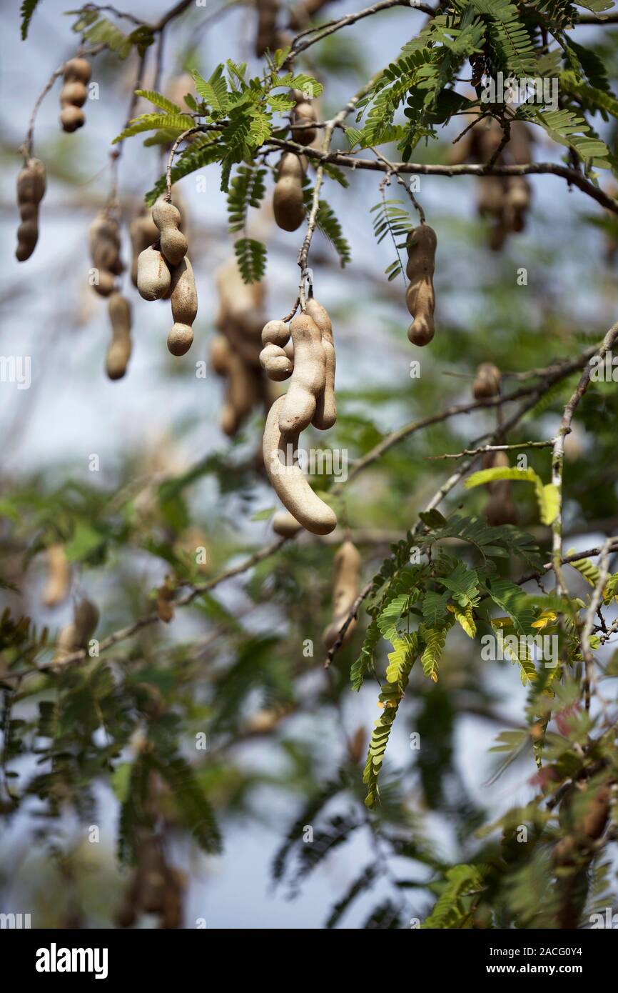 Foliage, branches and fruits of a Tamarind tree (Tamarindus indica