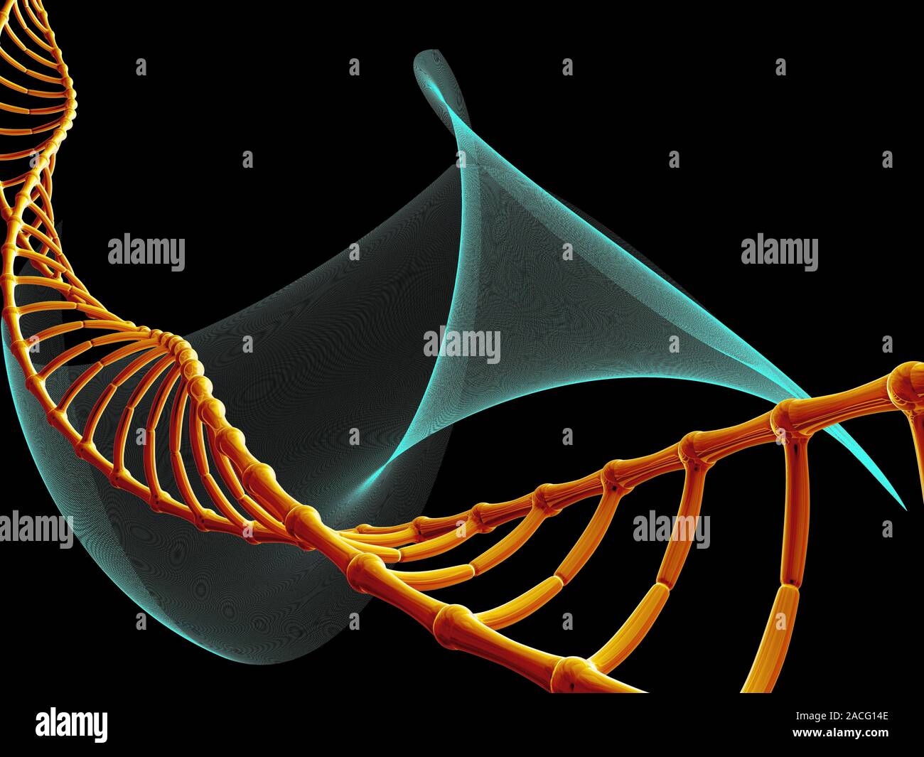 DNA molecule. Computer artwork of a molecule of deoxyribonucleic acid ...
