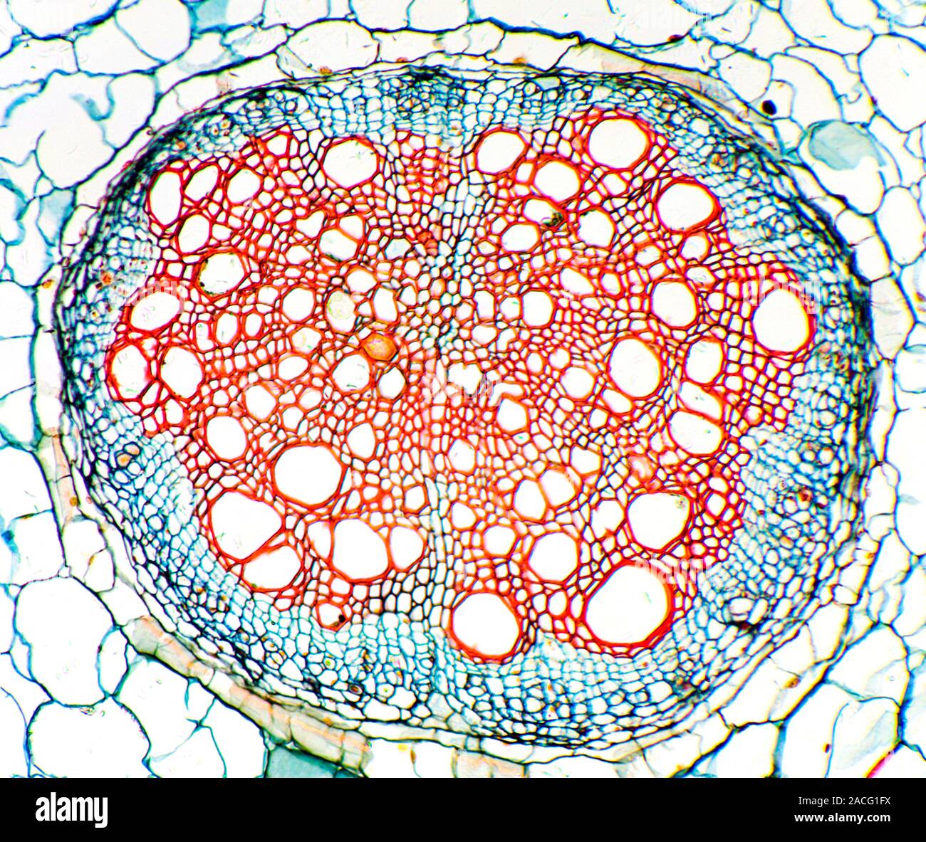 Tomato root. Light micrograph of a transverse section through the