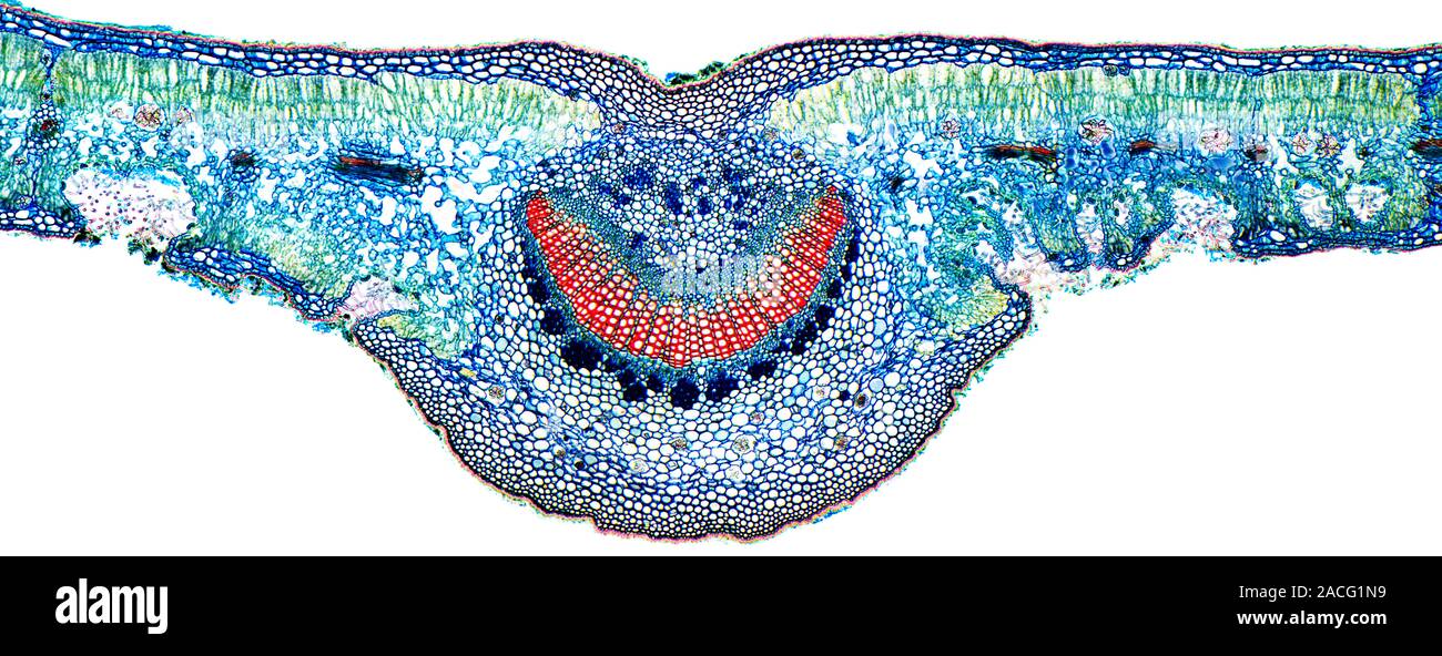 Oleander leaf. Light micrograph of a cross-section through the midrib of an  oleander (Nerium oleander) leaf. The upper and lower epidermis on the surf  Stock Photo - Alamy