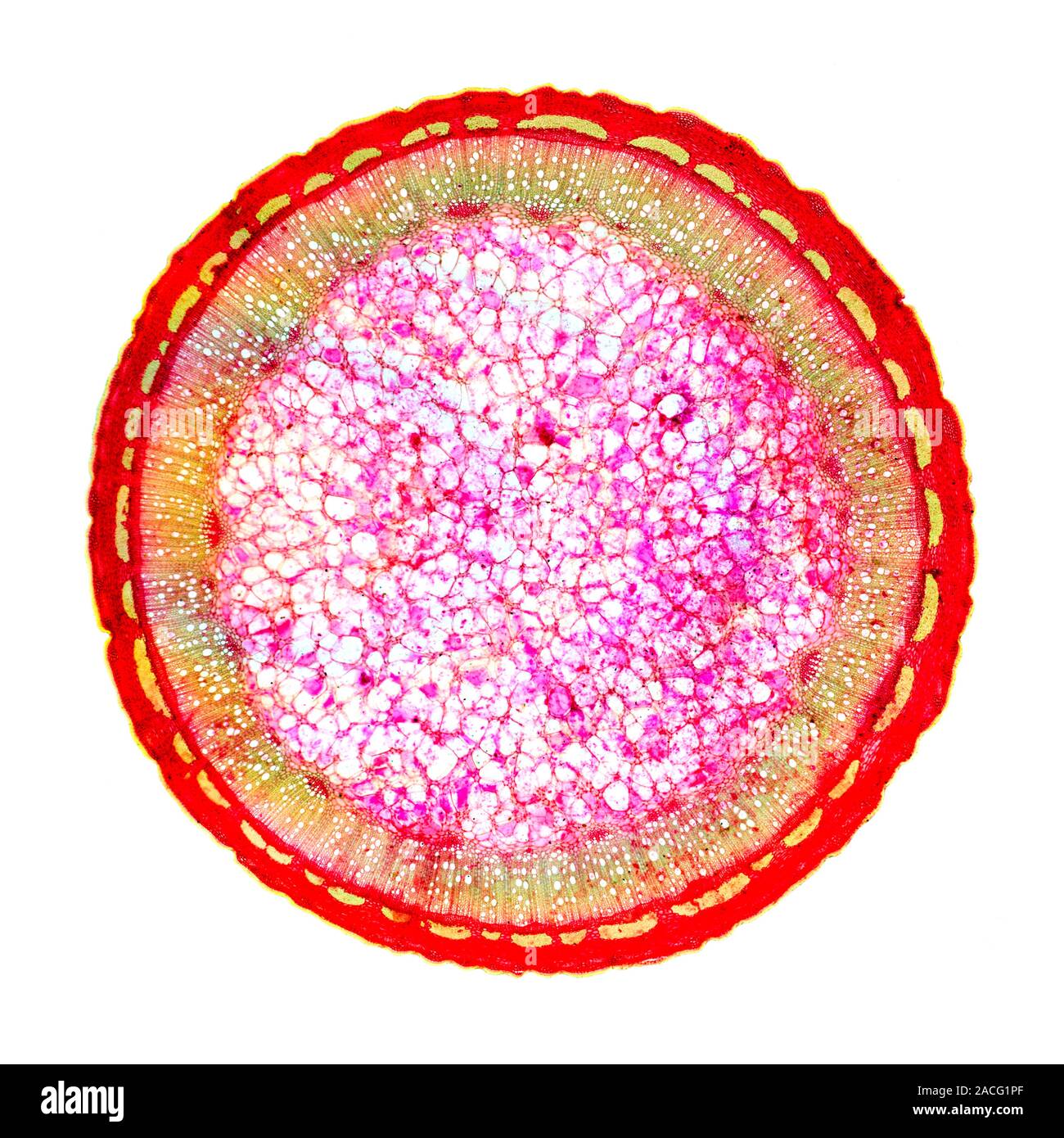 Dog rose stem. Light micrograph of a crosssection through the stem of a dog rose (Rosa canina