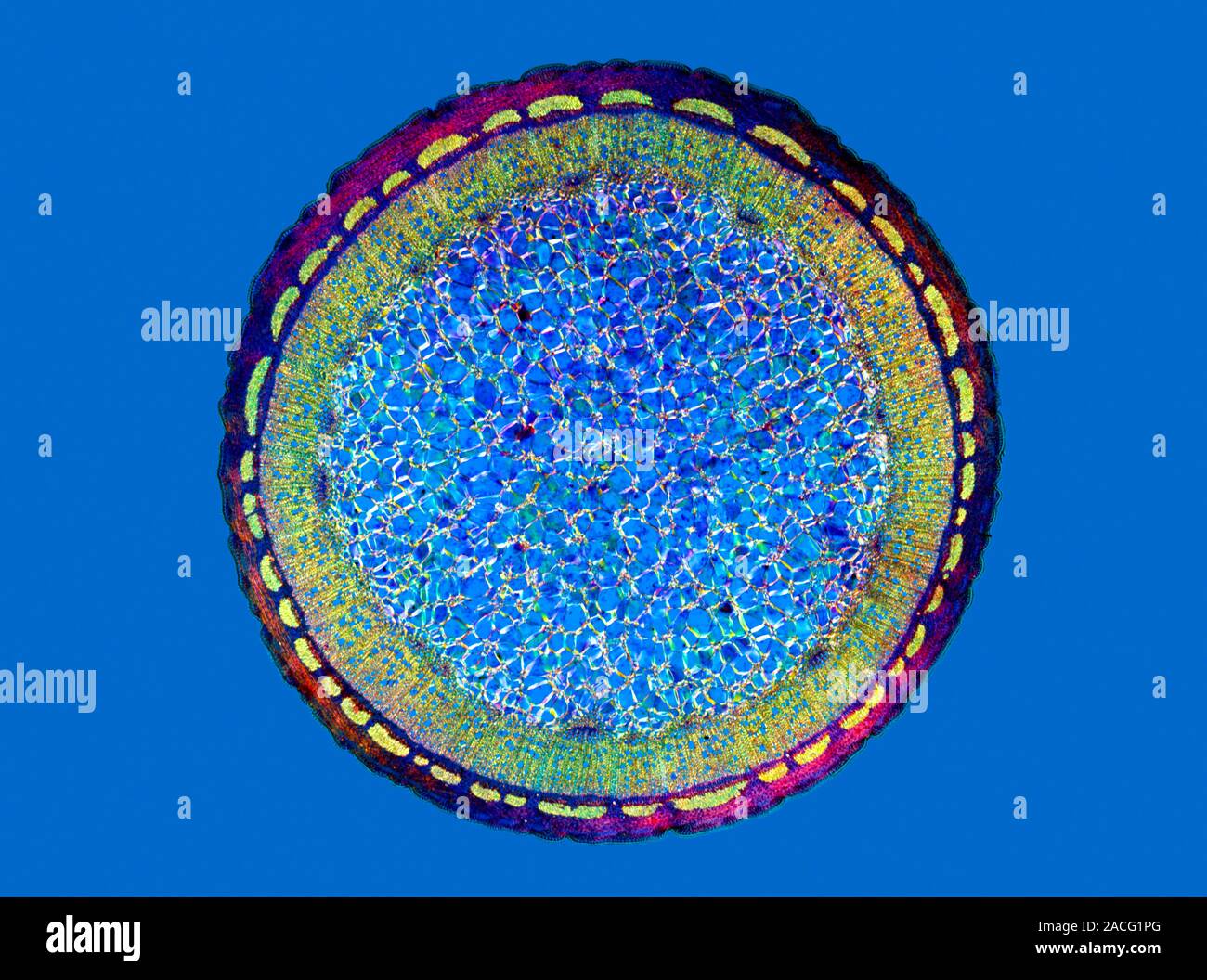 Dog rose stem. Polarised light micrograph of a crosssection through