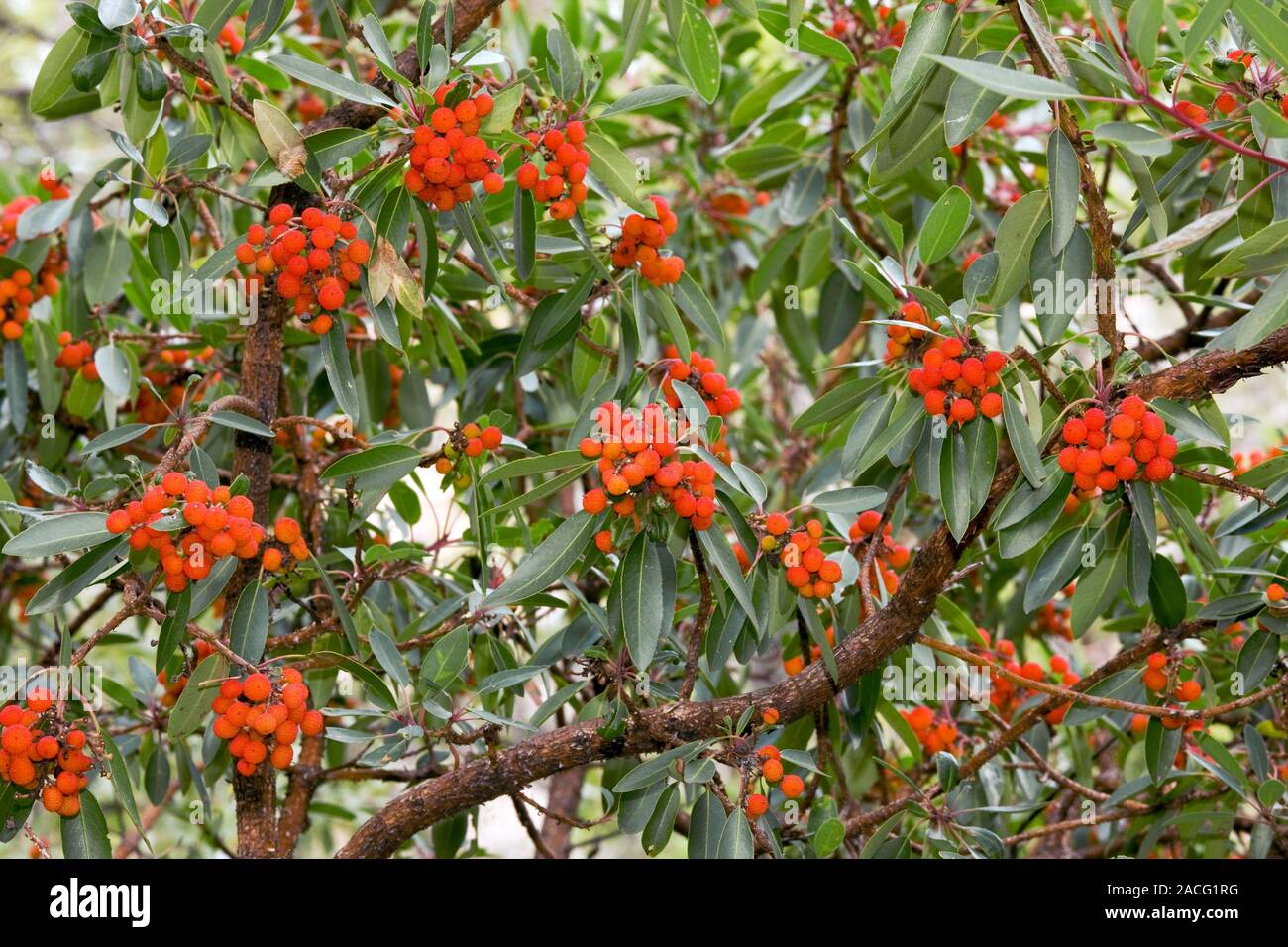 Foliage And Berries Of Arizona Madrone (Arbutus Arizonica), Also Known ...