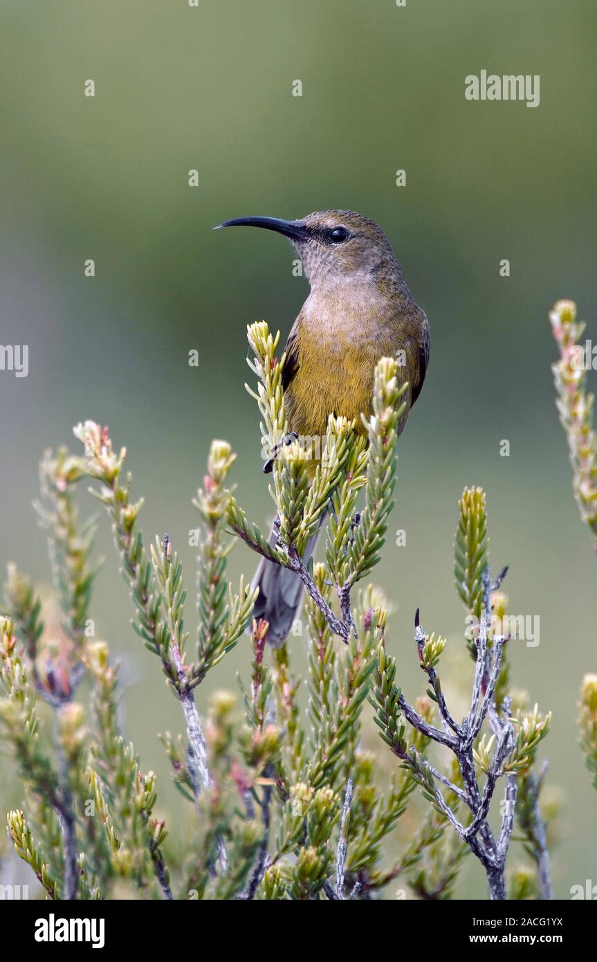 Orange-breasted sunbird (Anthobaphes violacea). This flightless bird has a long, thin, down-curved bill which enables it to feed on flower nectar. Pho Stock Photo