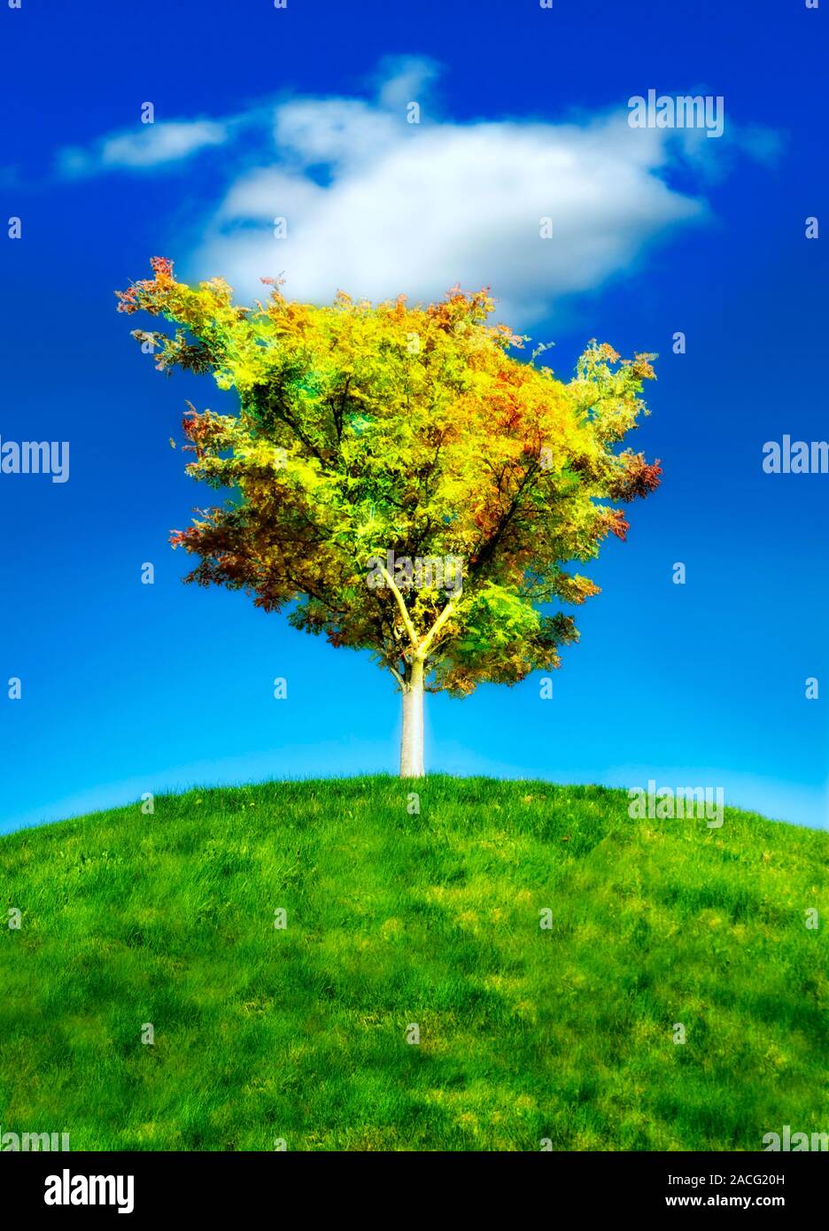 Environmental care, conceptual image. The lone tree represents environmental issues, such as eco-friendly activities like planting trees to offset a c Stock Photo