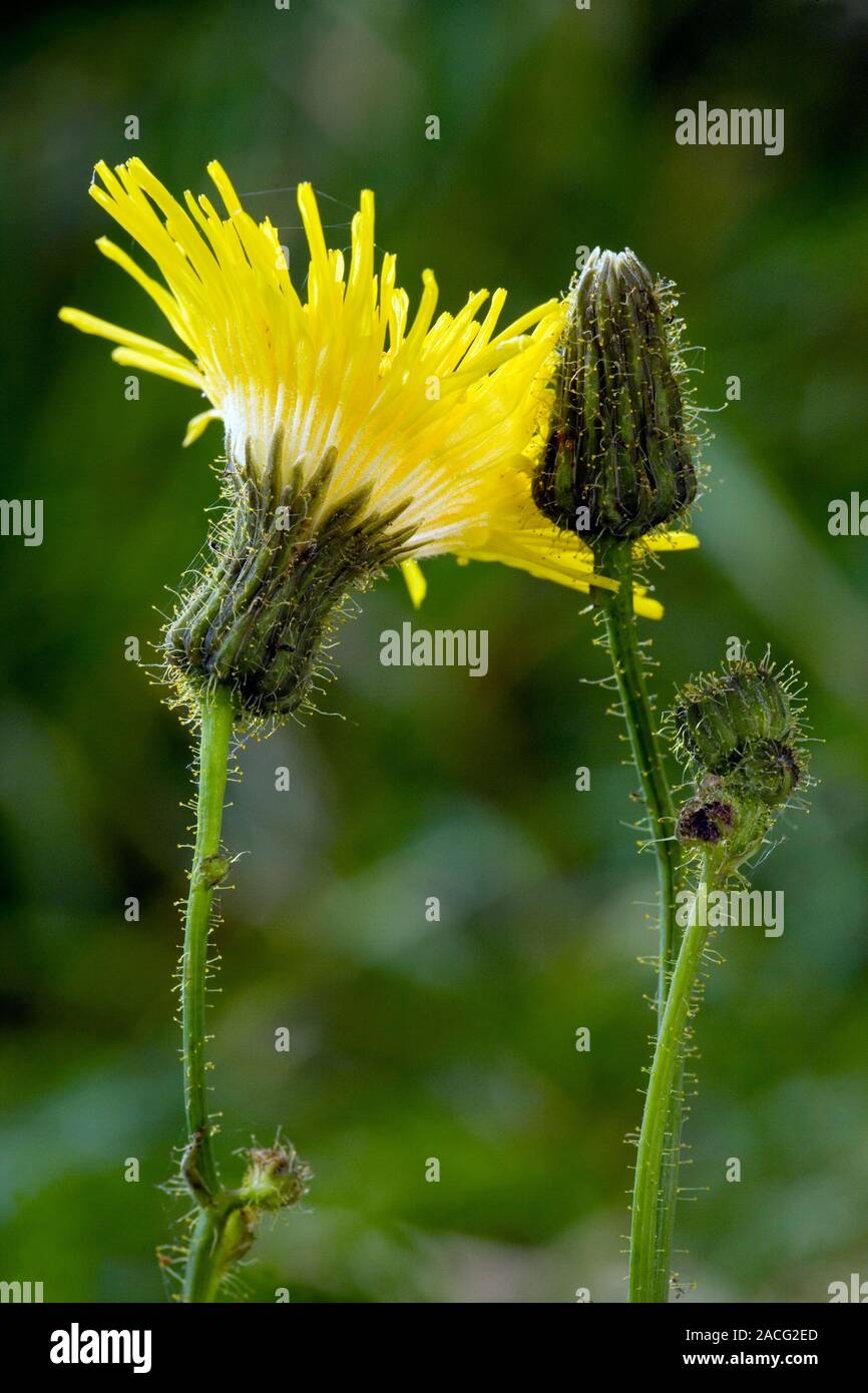 Flower and bud, showing glandular hairs of Perennial sowthistle