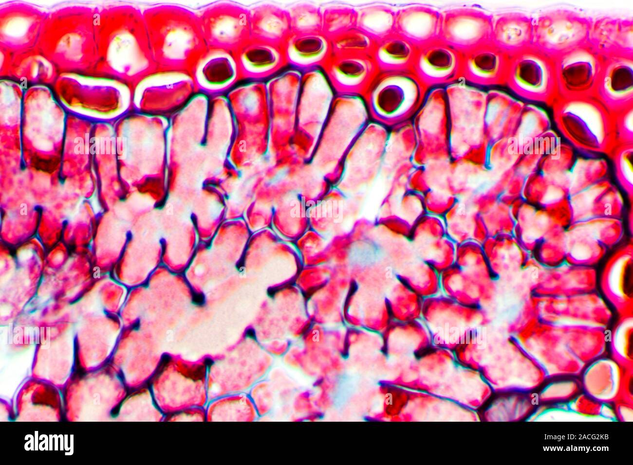 Pine needle. Light micrograph of a transverse section through a leaf ...