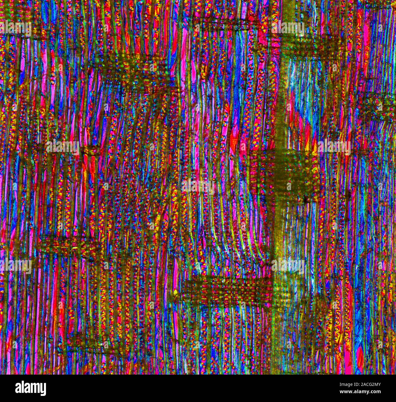 Pine wood structure. Polarised light micrograph of a longitudinal