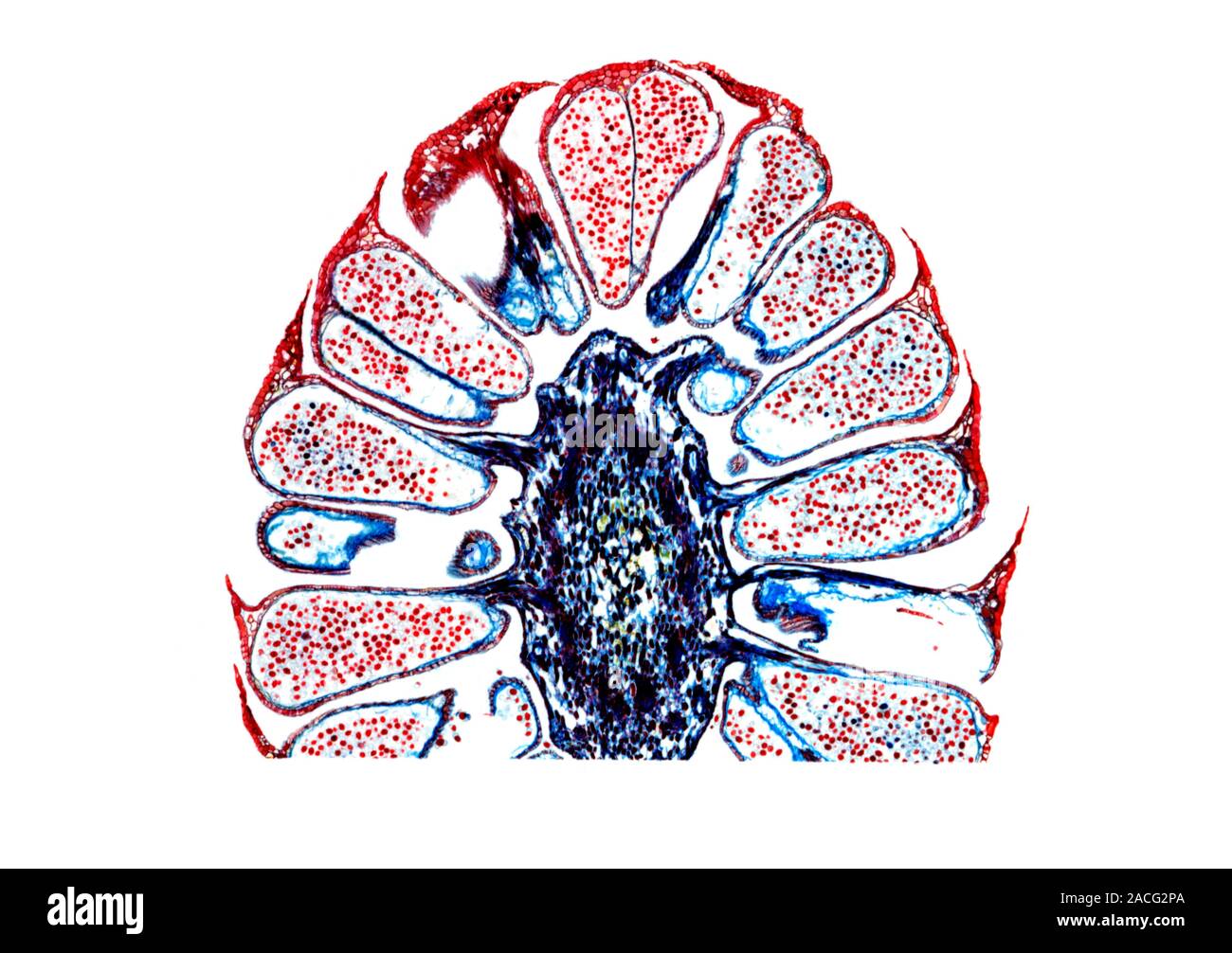 Male pine cone. Light micrograph of a longitudinal section through the
