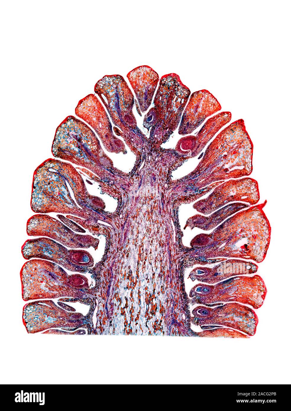 Female pine cone. Light micrograph of a longitudinal section through the  female cone (strobilus) of a pine tree (Pinus sp.). The cone has a central  ax Stock Photo - Alamy