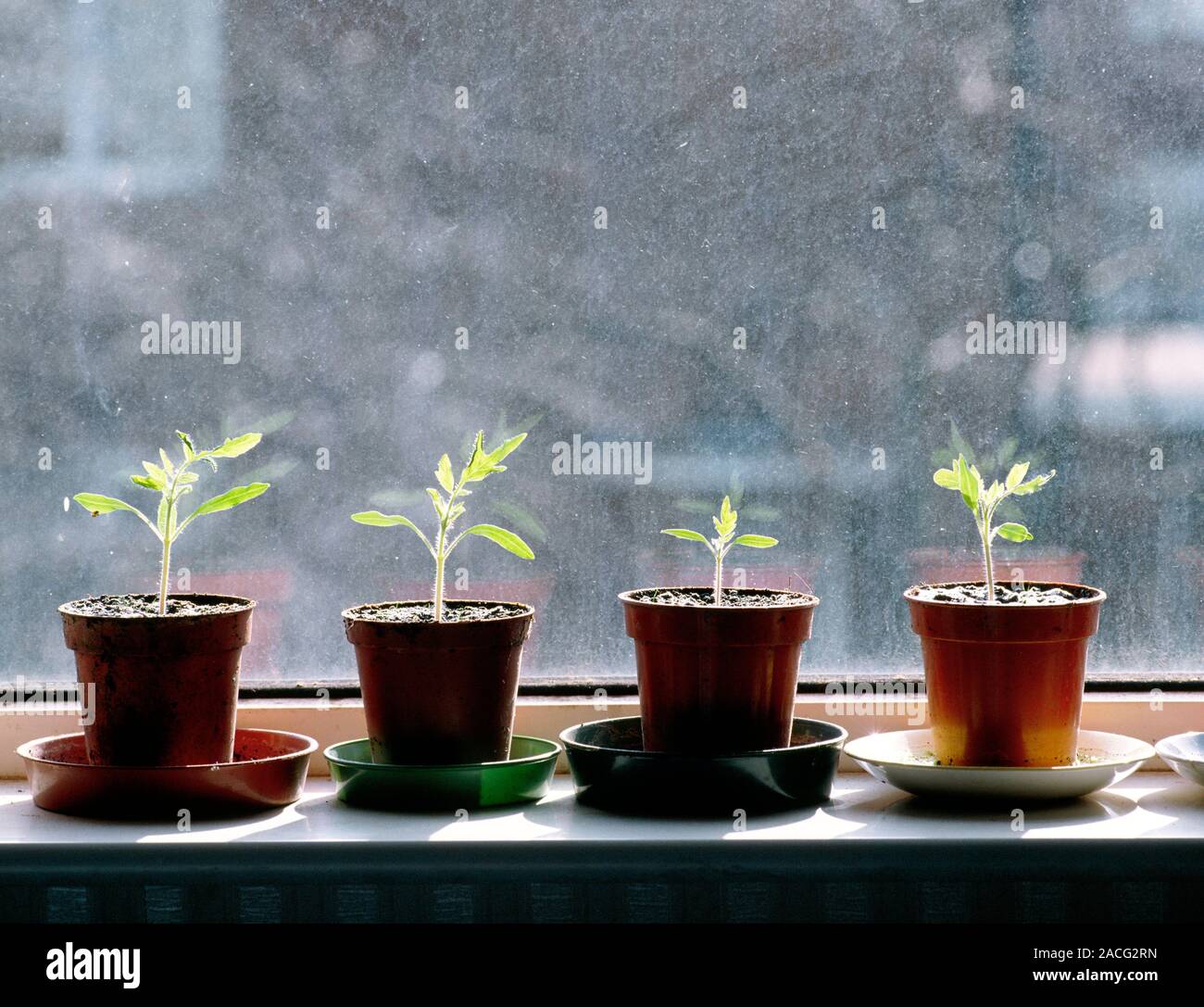 Tomato (Lycopersicon esculentum) plants growing in pots on a windowsill. Stock Photo