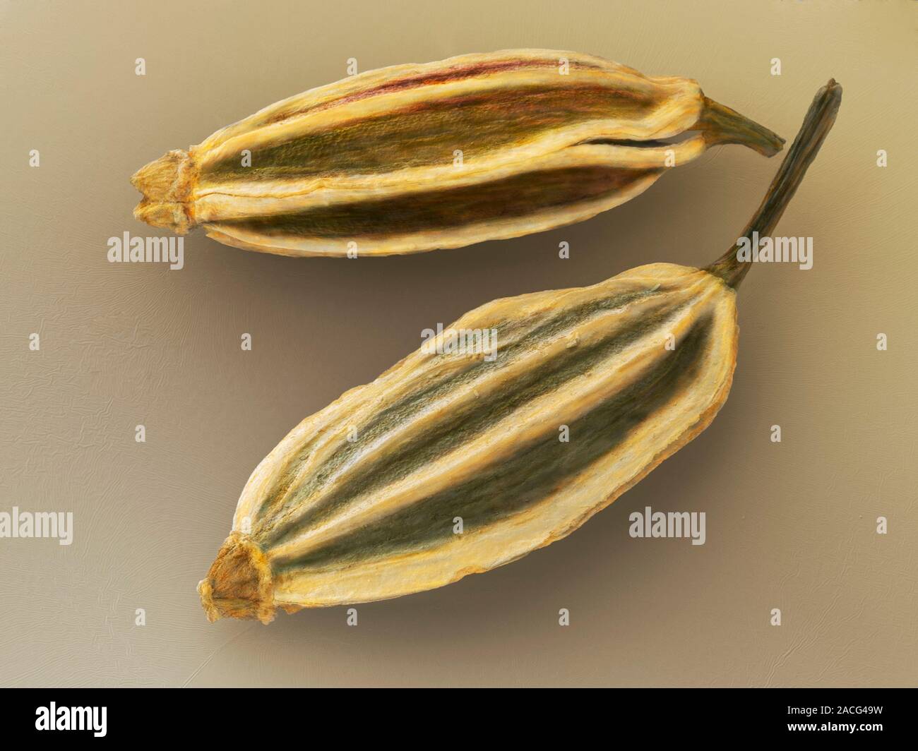 Dill seeds. Coloured scanning electron micrograph (SEM) of two seeds ...