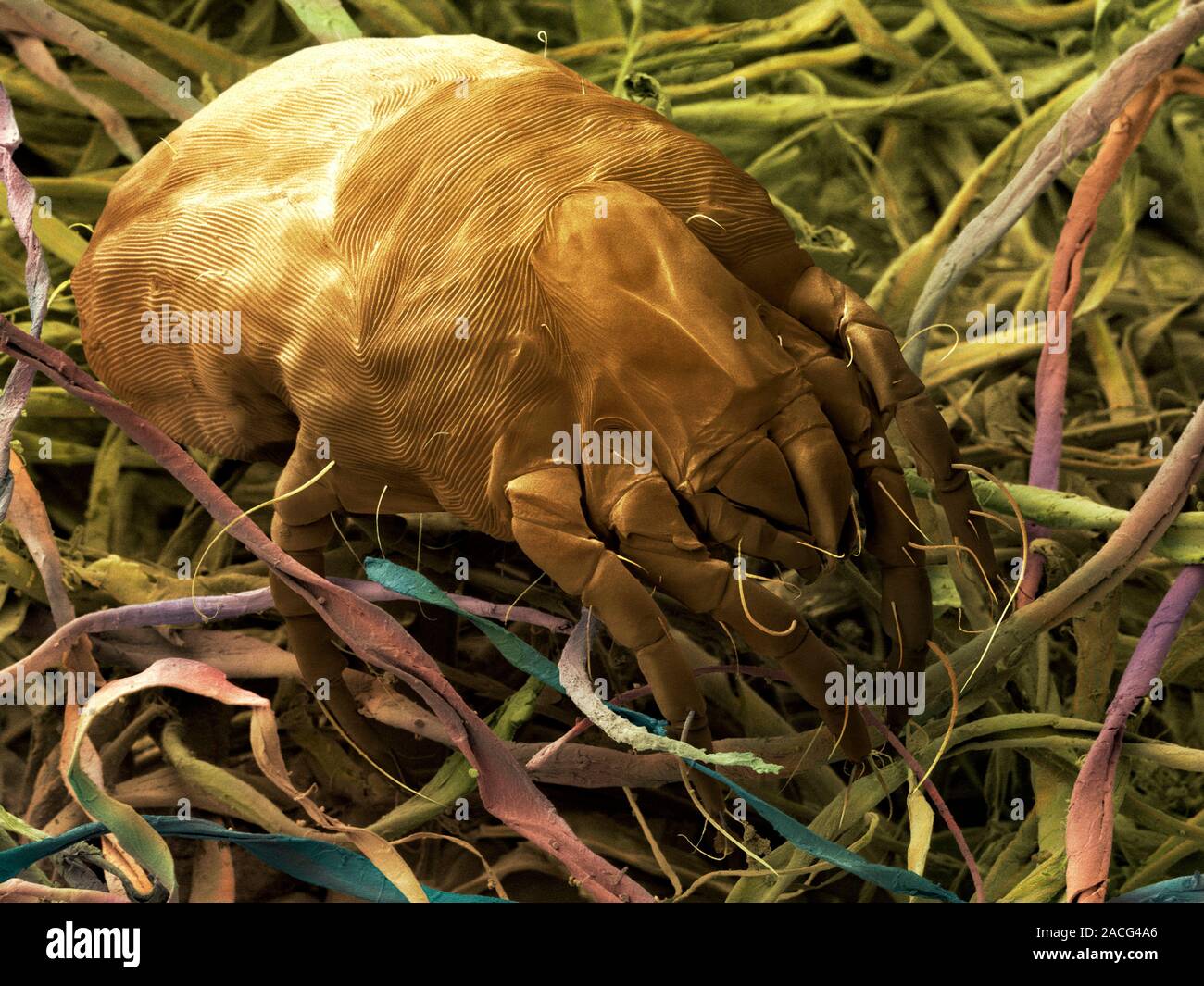 клещ домашней пыли dermatophagoides. клещ dermatophagoides pteronyssinus аллергия. клещ dermatophagoides farinae. клещ dermatophagoides pteronyssinus, farinae. клещ домашней пыли dermatophagoides.