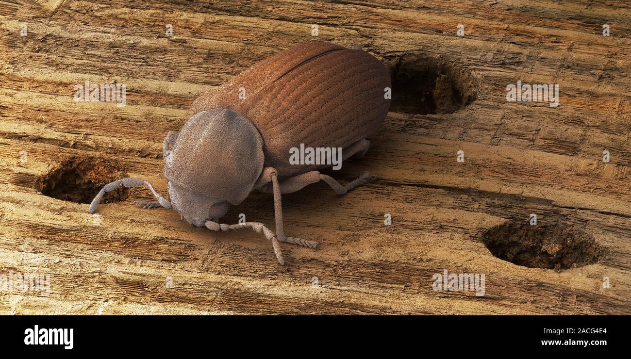 Common furniture beetle (Anobium punctatum), coloured scanning electron