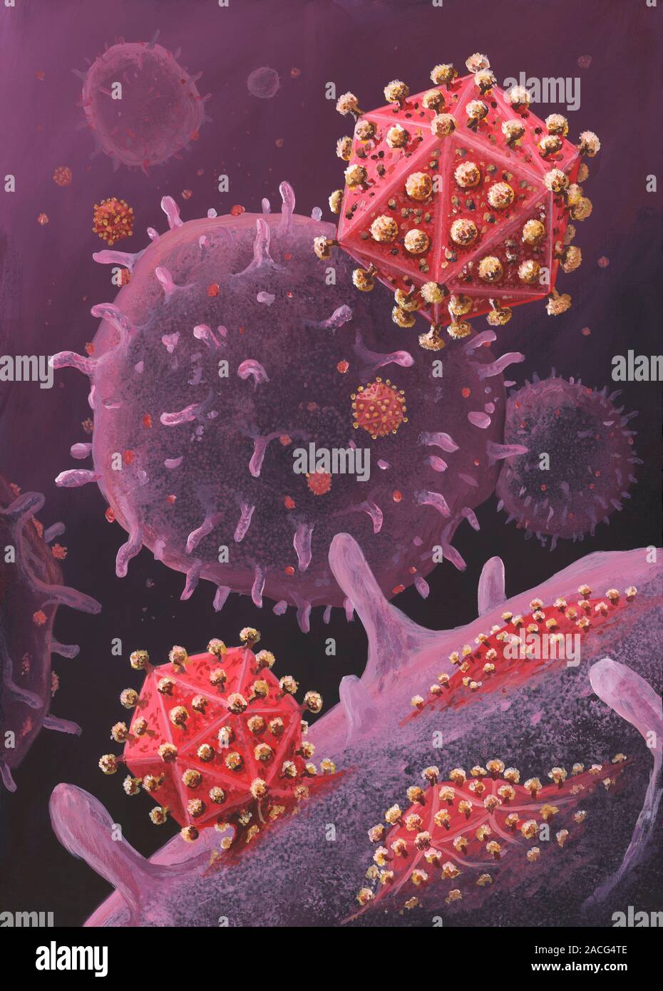HIV particles exiting a cell. Artwork of HIV (human immunodeficiency ...