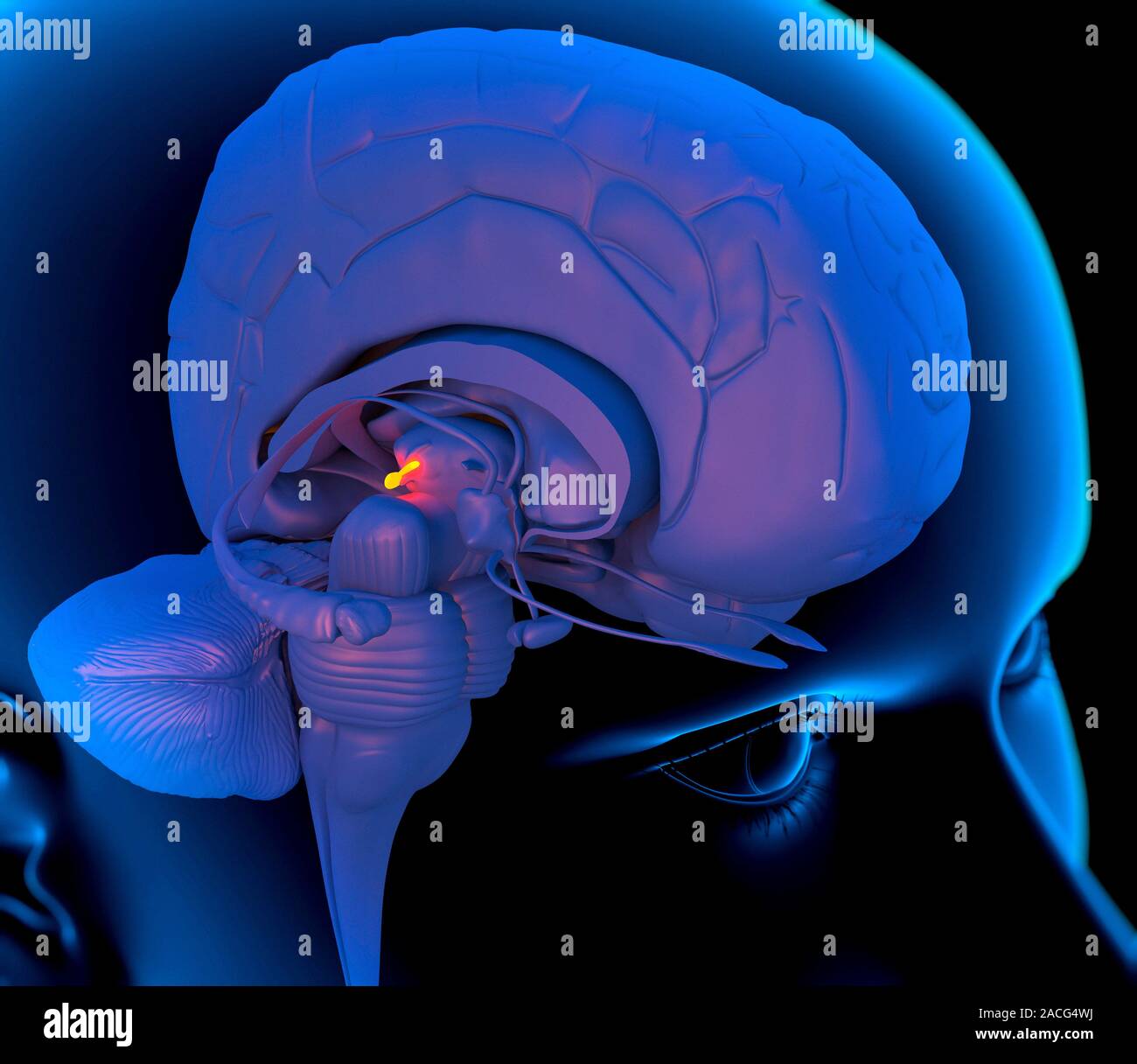 Pineal gland in the brain. Computer artwork of a person's head showing ...