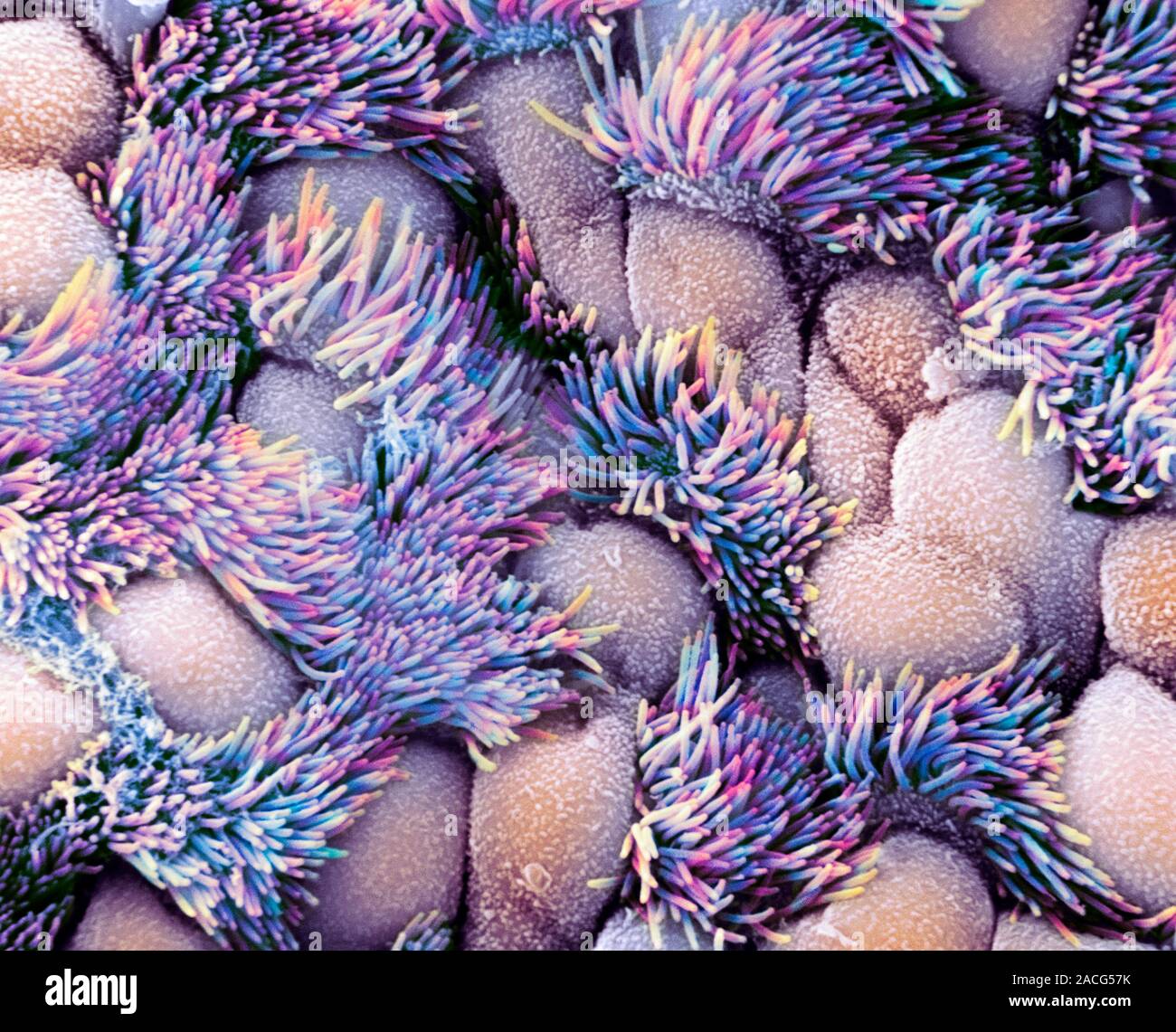 Trachea lining, coloured scanning electron micrograph (SEM). The