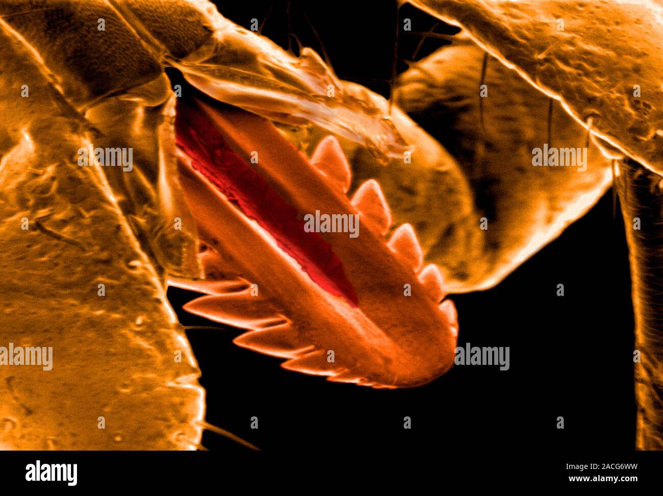 Tick mouthparts. Coloured scanning electron micrograph (SEM) of the ...