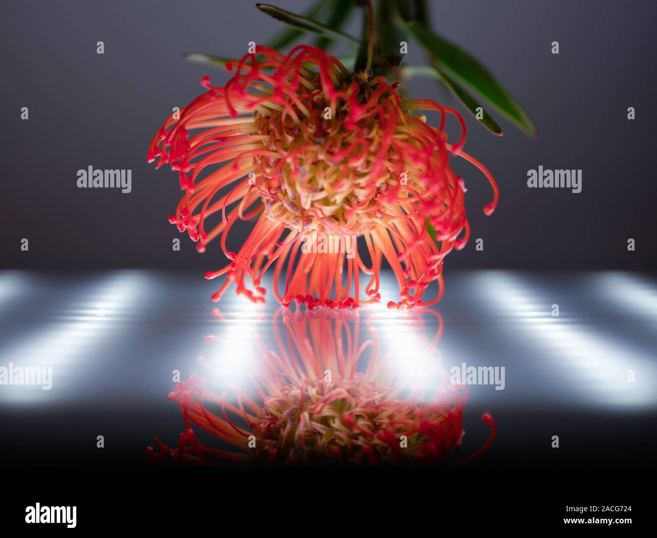 Reflection of a tropical flower against an LED light Stock Photo