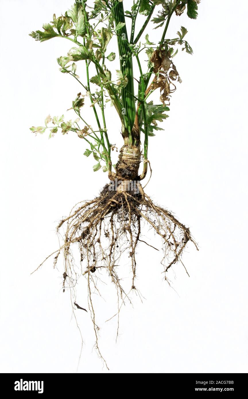 Celery plant (Apium graveolens) and roots. This biennial herb of the  parsley family, a native of Europe, has stalks 30-75 centimetres long.  There are Stock Photo - Alamy