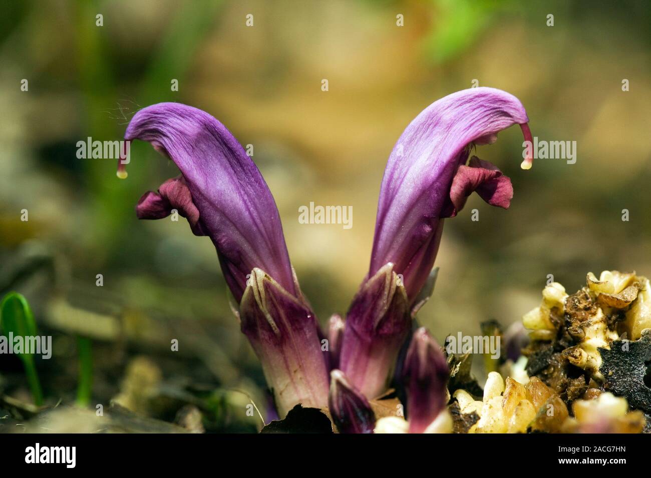 Toothwort Spring Flowers of Purple toothwort (Lathraea clandestina) which is a parasitic ...