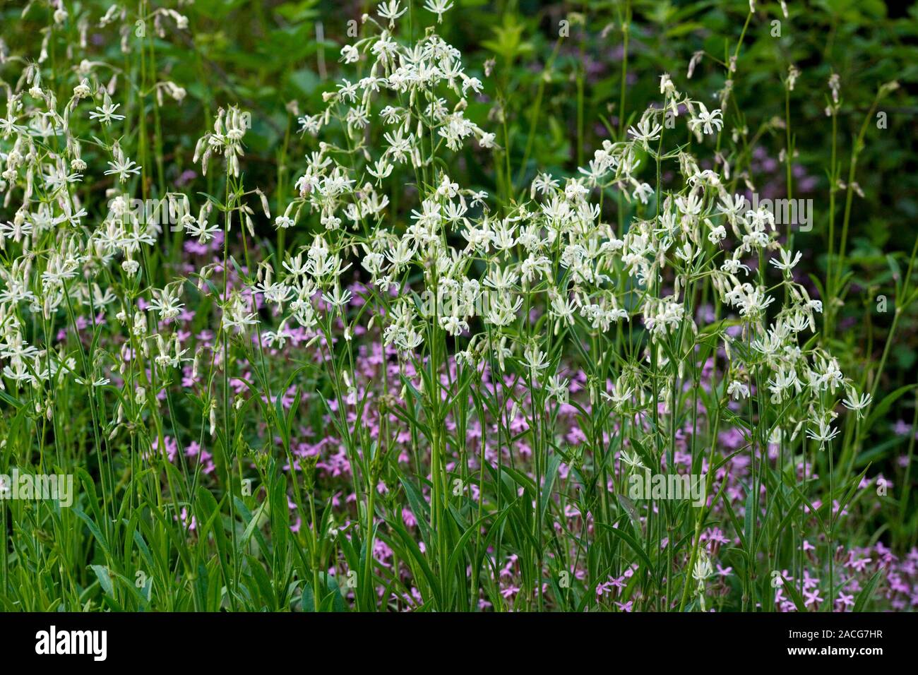 Nottingham catchfly (Silene nutans) flowering in France. This plant is uncommon in the UK. Stock Photo