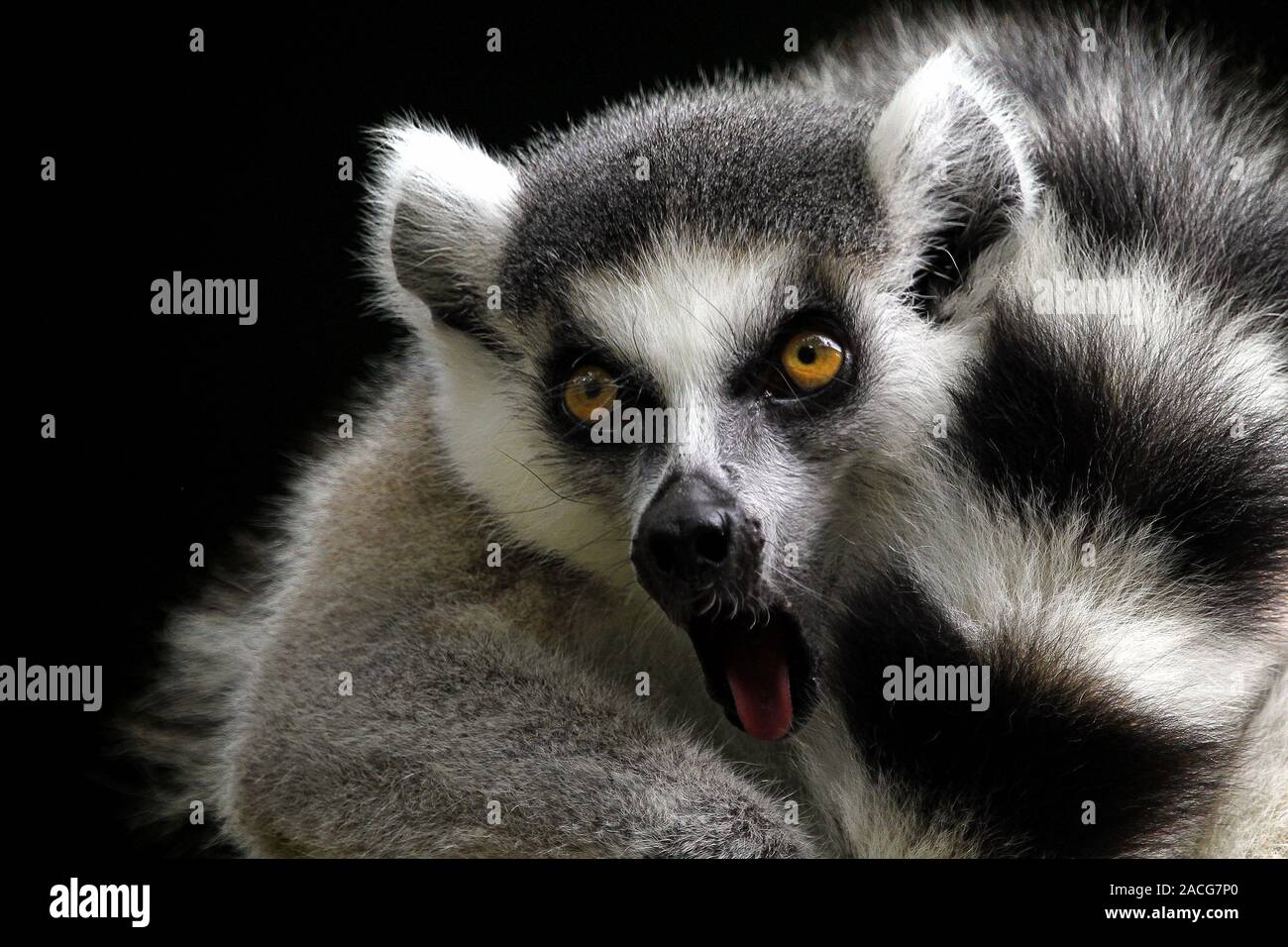 Portrait of a ring-tailed lemur, Indonesia Stock Photo