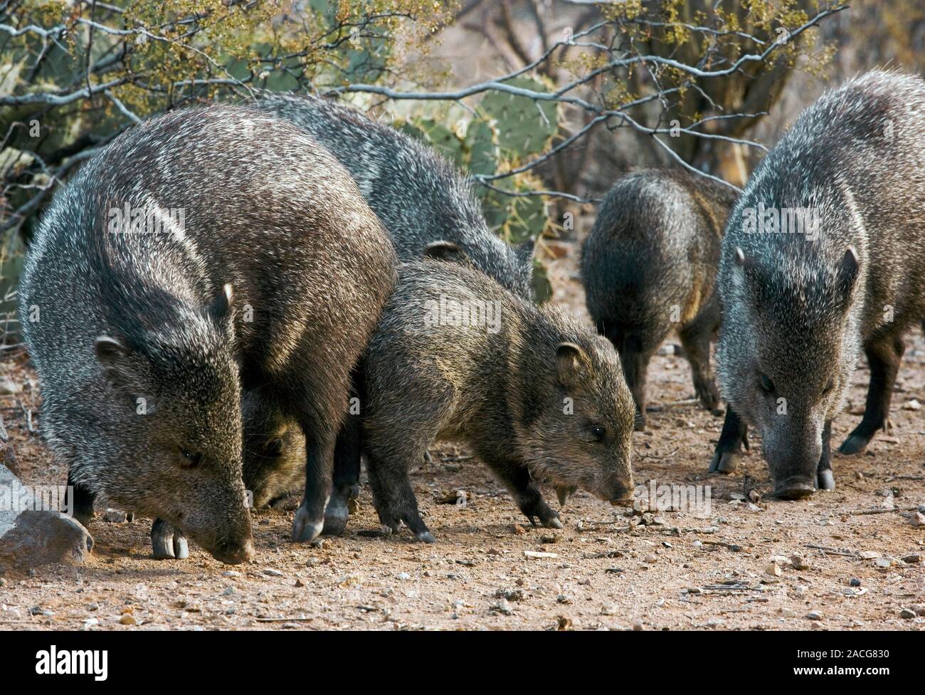 Family group of Collared Peccaries (Tayassu tajacu), also known as