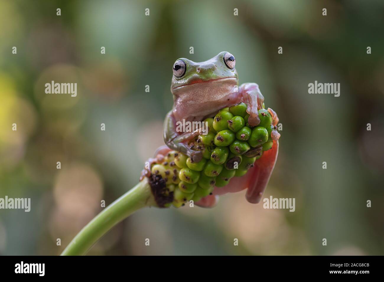 Dumpy tree frog on a plant, Indonesia Stock Photo - Alamy
