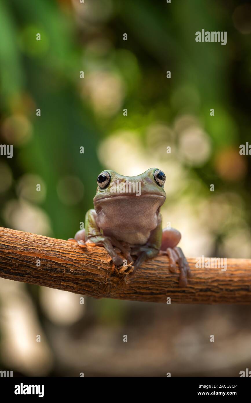 Dumpy tree frog on a branch, Indonesia Stock Photo