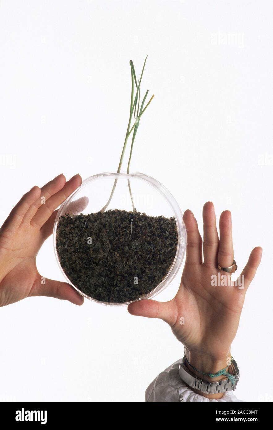 Plant-fungi research. Researcher's hands displaying a transparent ...