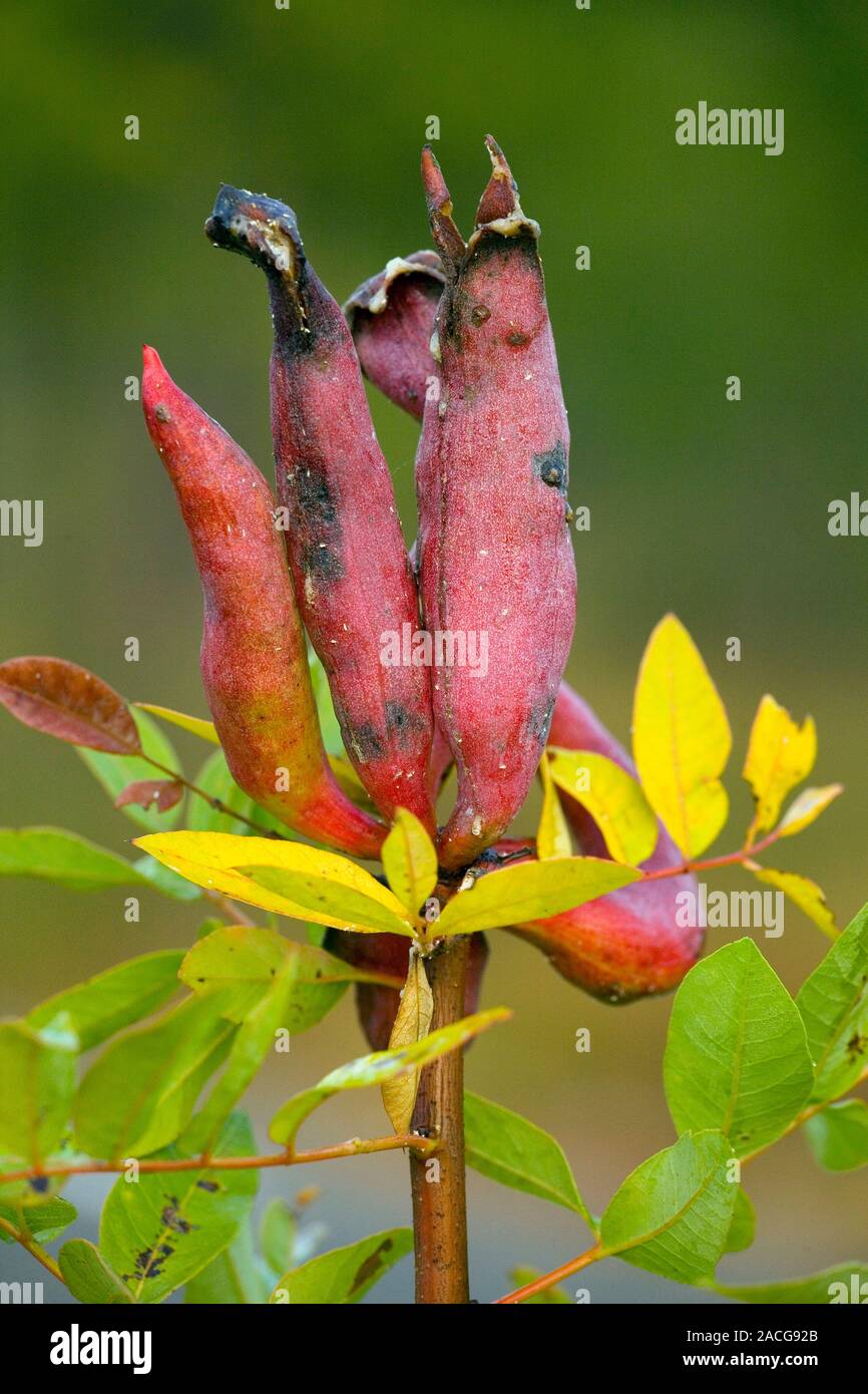 Galls on Terebinth (Pistacia terebinthus) caused by an aphid (Baizongia